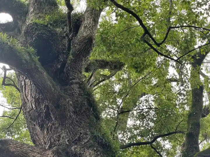 玉祖神社の自然