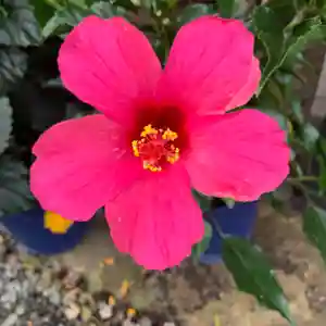 豊景神社の自然(2021年07月21日(水) 06時16分33秒投稿)