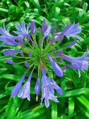 淡嶋神社(和歌山県)