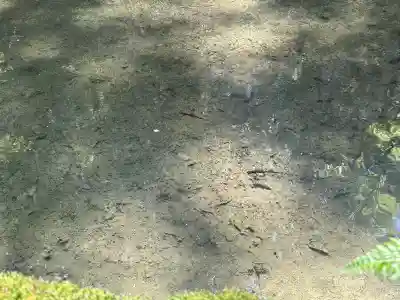 養父神社の動物