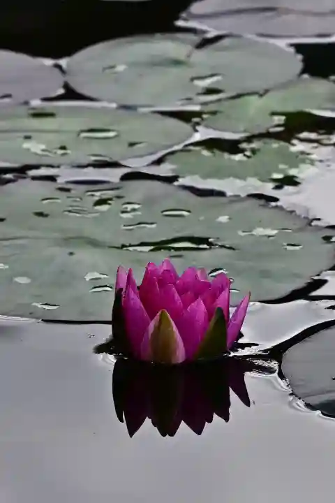 関興寺(新潟県)