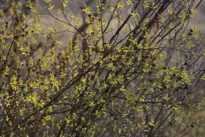 阿久津「田村神社」(郡山市阿久津町)旧社名:伊豆箱根三嶋三社の庭園