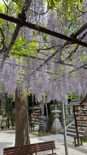 呑山観音寺(福岡県)
