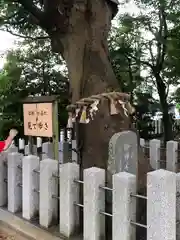 白山神社(福井県)