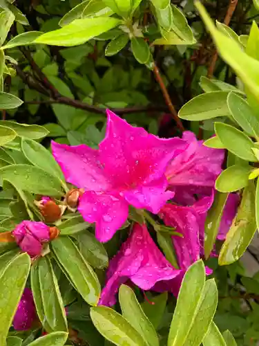 三輪神社の自然