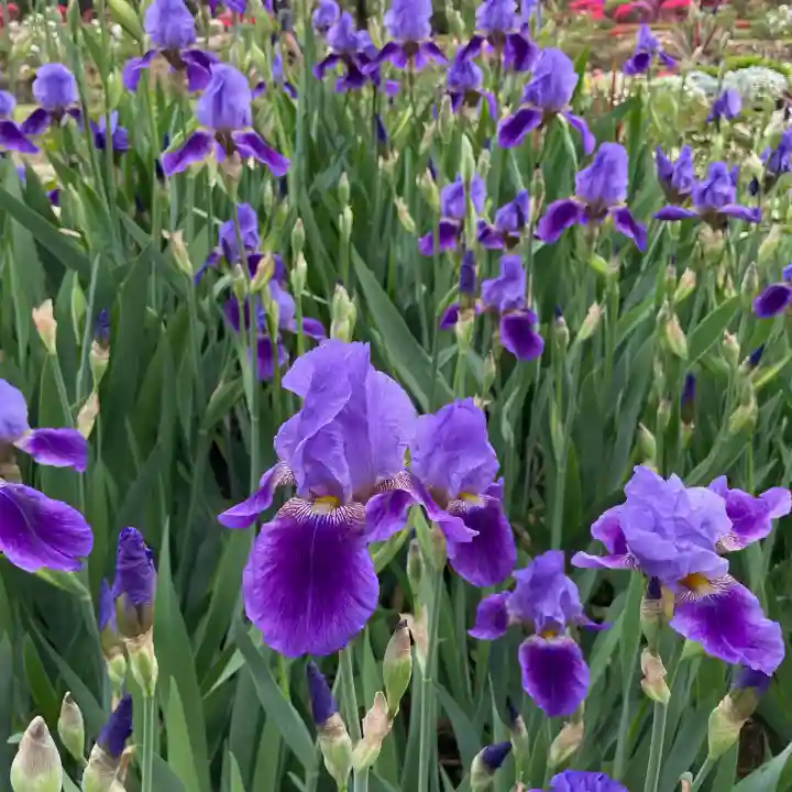 箭弓稲荷神社の{uncategorized: "未分類", other: "その他", undefined: "問題あり", building: "その他建物", grave: "お墓", sacred_gate: "鳥居", guardian: "狛犬", statue: "像", buddha: "仏像", history: "歴史", nature: "自然", garden: "庭園", animal: "動物", pagoda: "塔", temizu: "手水舎", mountain_gate: "山門・神門", sanctuary: "本殿・本堂", subordinate: "末社・摂社", art: "芸術", scenery: "景色", jizo: "地蔵", ema: "絵馬", goshuin: "御朱印", omikuji: "おみくじ", items: "授与品その他", amulet: "お守り", goshuincho: "御朱印帳", eats: "食事", festival: "お祭り", votive_dance: "神楽", shichigosan: "七五三参", wedding: "結婚式", experience: "体験その他", initially: "初詣", around: "周辺", anti_infection: "感染症対策"}