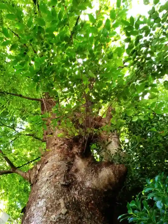阿佐ヶ谷神明宮(東京都)