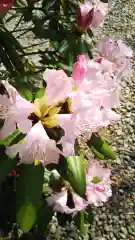 栃木縣護國神社の自然