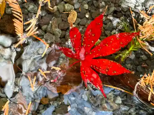 富士山本宮浅間大社(静岡県)
