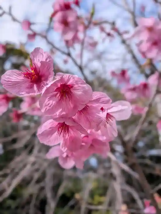 赤坂氷川神社(東京都)