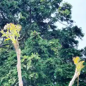 豊景神社の自然(2020年05月03日(日) 06時44分49秒投稿)