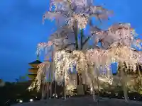 東寺(教王護国寺)(京都府)