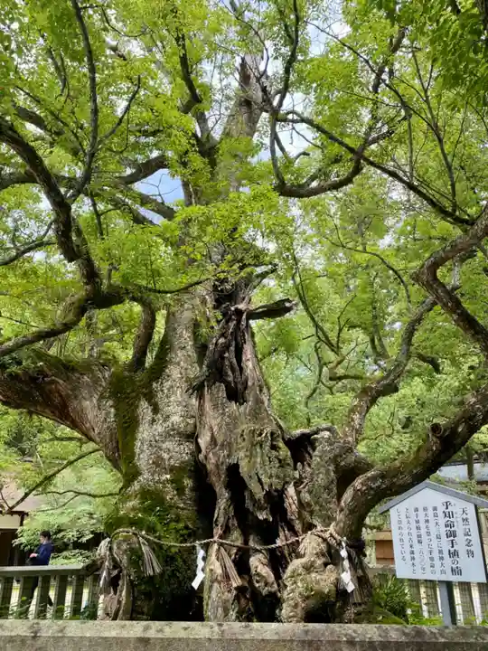 大山祇神社の自然