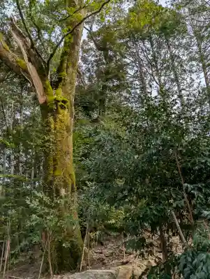 眞名井神社(籠神社奥宮)の{uncategorized: "未分類", other: "その他", undefined: "問題あり", building: "その他建物", grave: "お墓", sacred_gate: "鳥居", guardian: "狛犬", statue: "像", buddha: "仏像", history: "歴史", nature: "自然", garden: "庭園", animal: "動物", pagoda: "塔", temizu: "手水舎", mountain_gate: "山門・神門", sanctuary: "本殿・本堂", subordinate: "末社・摂社", art: "芸術", scenery: "景色", jizo: "地蔵", ema: "絵馬", goshuin: "御朱印", omikuji: "おみくじ", items: "授与品その他", amulet: "お守り", goshuincho: "御朱印帳", eats: "食事", festival: "お祭り", votive_dance: "神楽", shichigosan: "七五三参", wedding: "結婚式", experience: "体験その他", initially: "初詣", around: "周辺", anti_infection: "感染症対策"}