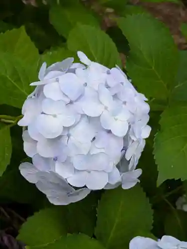 本土寺(千葉県)