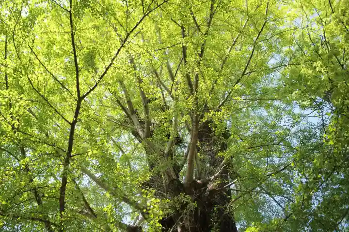 春日部八幡神社(埼玉県)