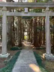 箱根神社の鳥居