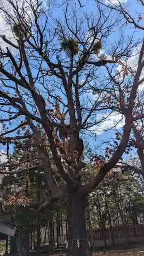 札幌鑛霊神社の自然