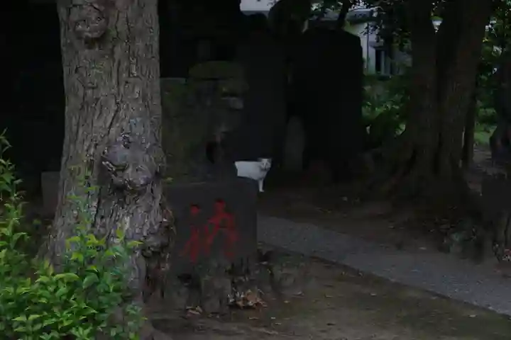 当代島稲荷神社の動物