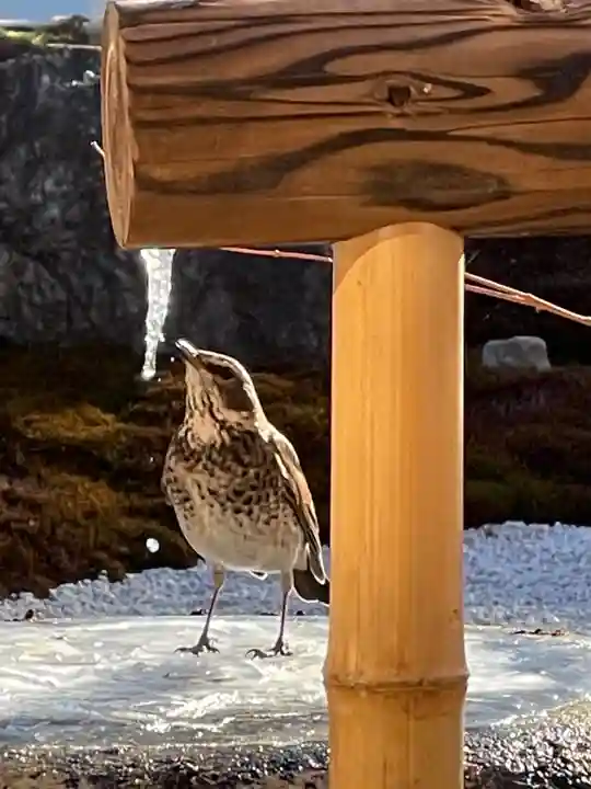 大聖護国寺の動物
