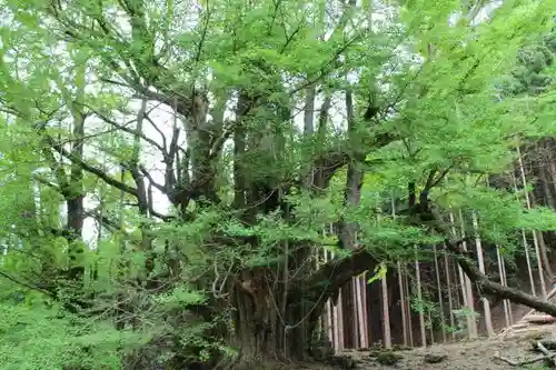 常瀧寺の自然