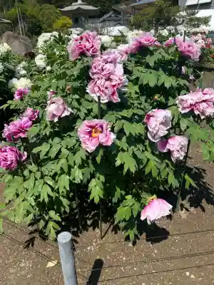 金蛇水神社(宮城県)