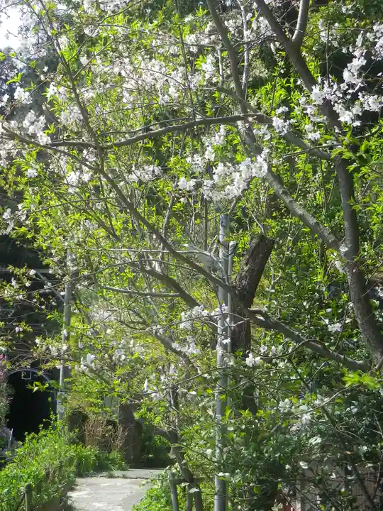 御霊神社の自然