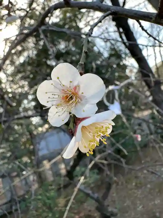 布多天神社(東京都)