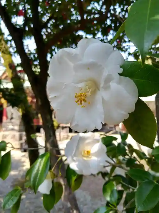 根津神社(東京都)