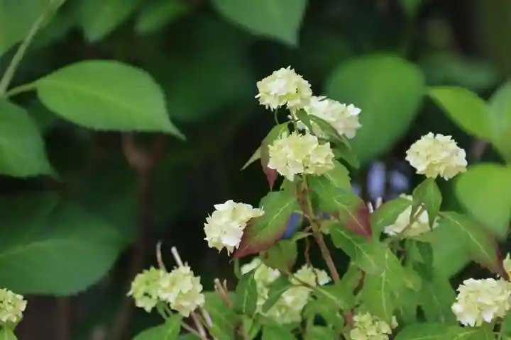 神炊館神社 ⁂奥州須賀川総鎮守⁂の庭園