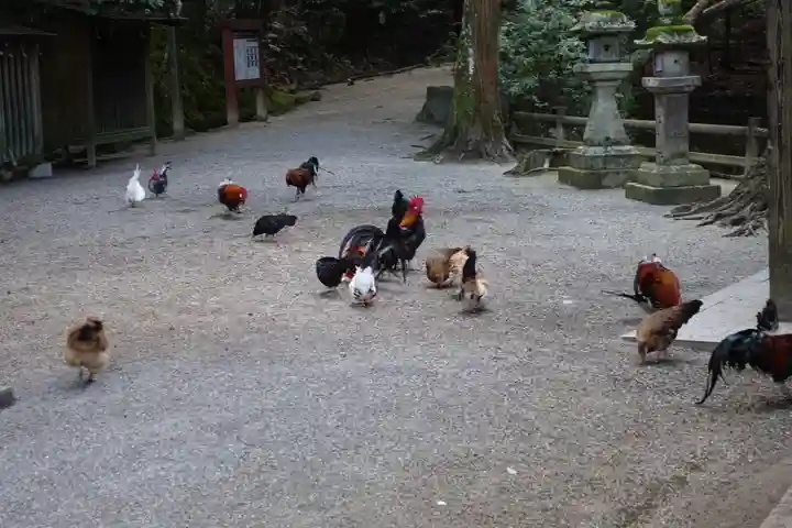 石上神宮の動物