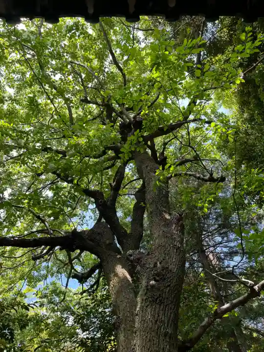 皇大明神社(中牧)(愛知県)