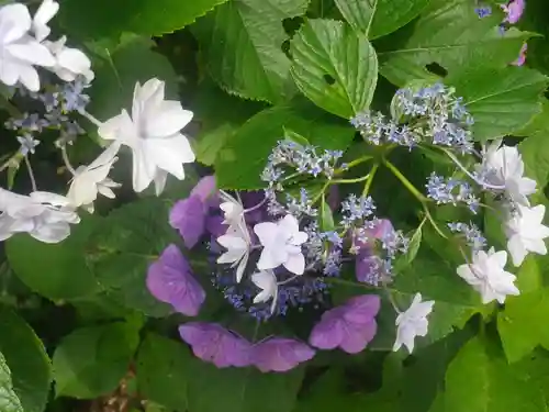 葛原岡神社の自然