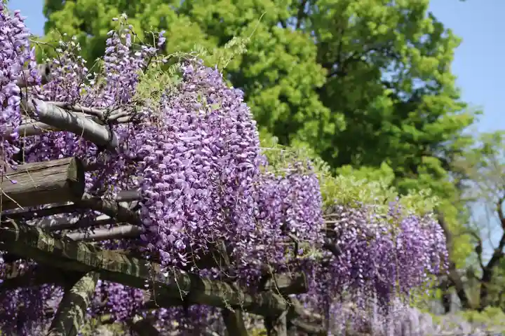 亀戸天神社(東京都)