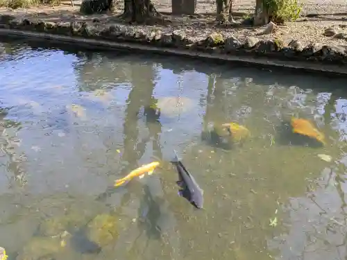 今泉神社の{uncategorized: "未分類", other: "その他", undefined: "問題あり", building: "その他建物", grave: "お墓", sacred_gate: "鳥居", guardian: "狛犬", statue: "像", buddha: "仏像", history: "歴史", nature: "自然", garden: "庭園", animal: "動物", pagoda: "塔", temizu: "手水舎", mountain_gate: "山門・神門", sanctuary: "本殿・本堂", subordinate: "末社・摂社", art: "芸術", scenery: "景色", jizo: "地蔵", ema: "絵馬", goshuin: "御朱印", omikuji: "おみくじ", items: "授与品その他", amulet: "お守り", goshuincho: "御朱印帳", eats: "食事", festival: "お祭り", votive_dance: "神楽", shichigosan: "七五三参", wedding: "結婚式", experience: "体験その他", initially: "初詣", around: "周辺", anti_infection: "感染症対策"}