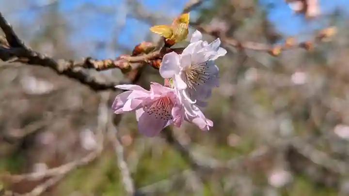 実光院(京都府)