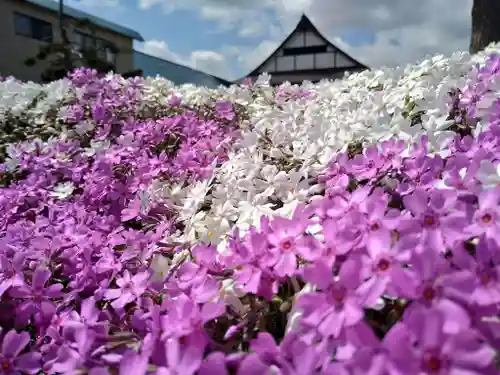 雨竜　専福寺(北海道)