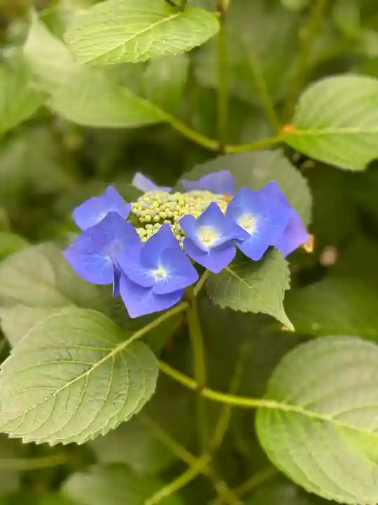 大縣神社の自然