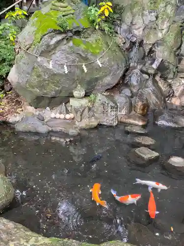 來宮神社の動物