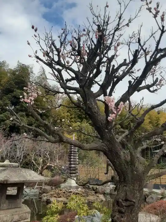 貫井神社(東京都)