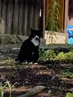 縣主神社(岡山県)