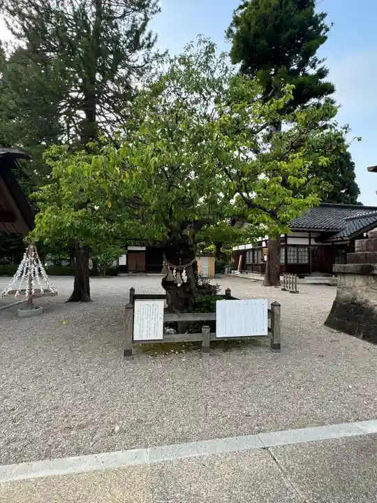 射水神社の自然