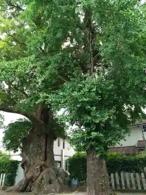 下代菅原神社の自然