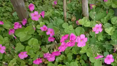 和物所稲荷神社の自然