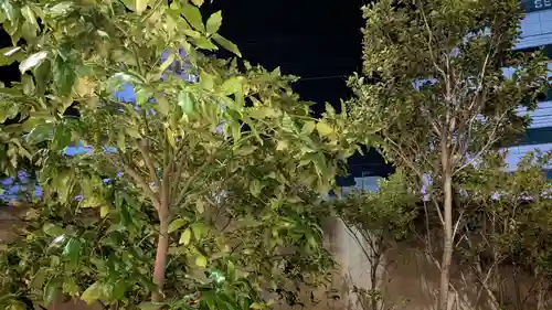 石城國大黒天神社の自然