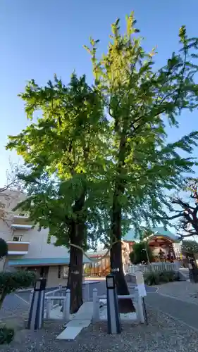 千住神社の自然