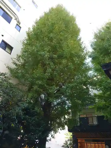 銀杏岡八幡神社の自然