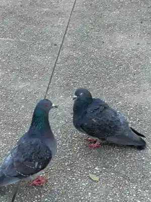 川崎大師（平間寺）の{uncategorized: "未分類", other: "その他", undefined: "問題あり", building: "その他建物", grave: "お墓", sacred_gate: "鳥居", guardian: "狛犬", statue: "像", buddha: "仏像", history: "歴史", nature: "自然", garden: "庭園", animal: "動物", pagoda: "塔", temizu: "手水舎", mountain_gate: "山門・神門", sanctuary: "本殿・本堂", subordinate: "末社・摂社", art: "芸術", scenery: "景色", jizo: "地蔵", ema: "絵馬", goshuin: "御朱印", omikuji: "おみくじ", items: "授与品その他", amulet: "お守り", goshuincho: "御朱印帳", eats: "食事", festival: "お祭り", votive_dance: "神楽", shichigosan: "七五三参", wedding: "結婚式", experience: "体験その他", initially: "初詣", around: "周辺", anti_infection: "感染症対策"}