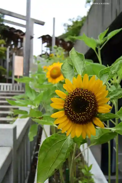 伊勢山皇大神宮(神奈川県)