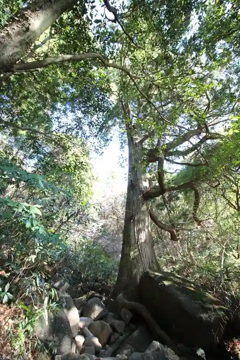筑波山神社 女体山御本殿の自然